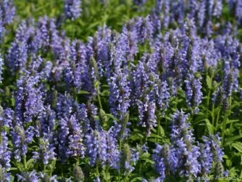 Nepeta nervosa 'Blue Moon'
