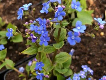 Brunnera macrophylla 'Caucasian Carpet'