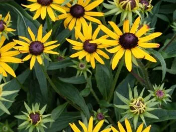 Rudbeckia fulgida var. speciosa 'Little Gold Star'