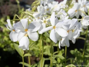 Phlox stolonifera 'Alba'