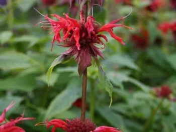 Monarda didyma 'Cambridge Scarlet'