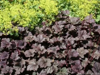 Heuchera 'Frosted Violett'
