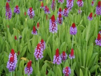 Primula vialii