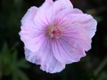 Geranium sanguineum 'Apfelblute'