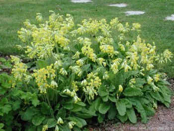 Primula veris