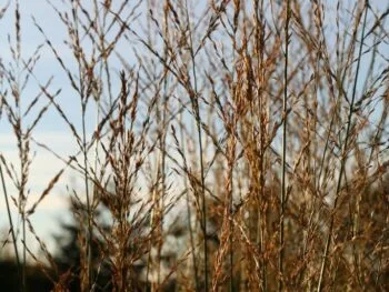 Molinia arundinacea 'Windspiel'