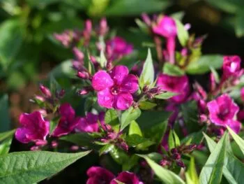 Phlox paniculata 'Early Cerise'