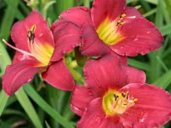 Hemerocallis 'Pardon Me'