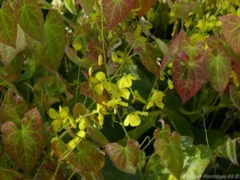 Epimedium perralchicum 'Frohnleiten'