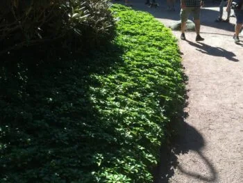 Pachysandra terminalis 'Green Carpet'