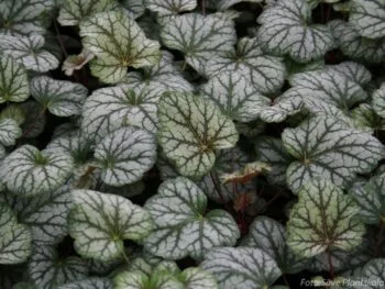 Heuchera 'Green Spice'