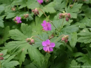 Geranium macrorrhizum