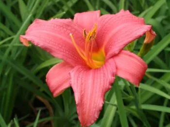 Hemerocallis 'Pink Damask'