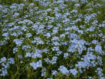 Myosotis scorpioides 'Thüringen'