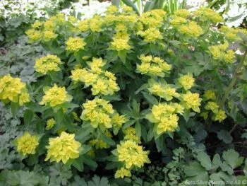 Euphorbia polychroma