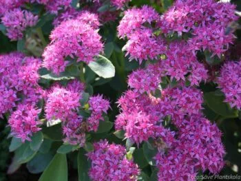 Hylotelephium 'Carl'