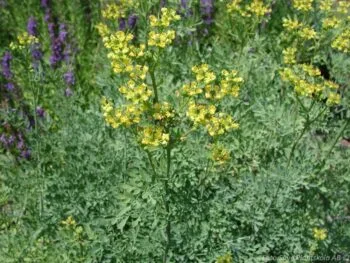 Ruta graveolens