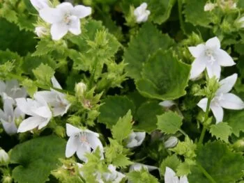 Campanula poscharskyana 'E.H. Frost'