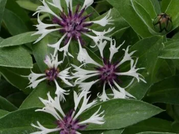 Centaurea montana 'Amethyst in Snow'