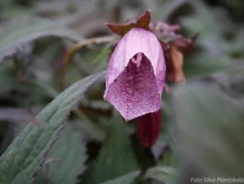 Campanula punctata 'Beetroot'