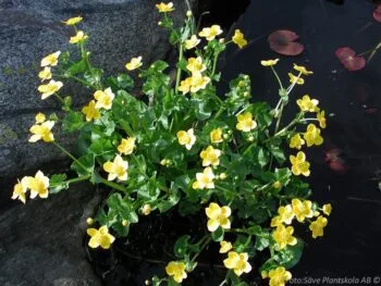 Caltha palustris