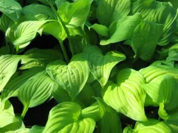 Hosta 'Guacamole'