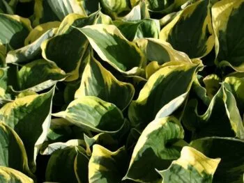 Hosta 'Twilight'