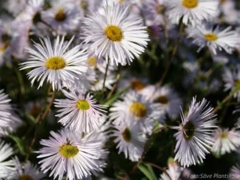 Erigeron speciosus 'Sommerneuschnee'