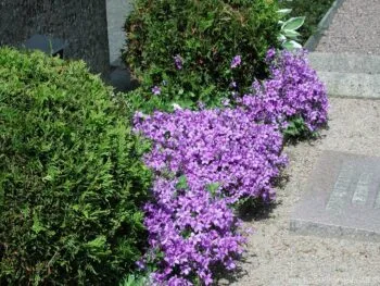 Campanula poscharskyana 'Werner Arends'