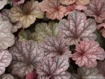 Heuchera 'Berry Smoothie'