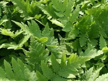 Dryopteris clintoniana