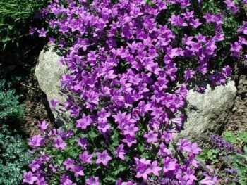 Campanula portenschlagiana 'Catharina'