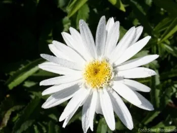 Leucanthemum superbum 'Polaris'