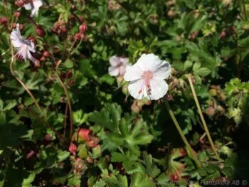 Geranium x cantabrigiense 'St Ola'