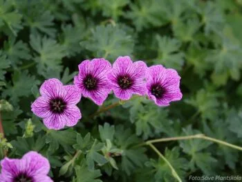 Geranium cinereum 'Laurence Flatman'