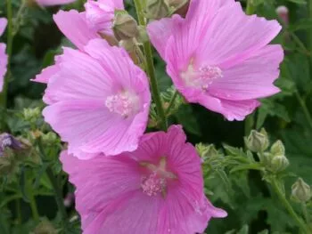 Malva alcea 'Fastigiata'
