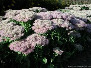 Hylotelephium 'Brilliant'