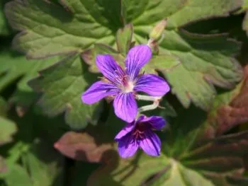 Geranium wlassovianum