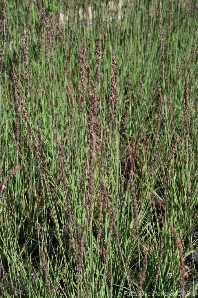 Molinia caerulea 'Moorhexe'