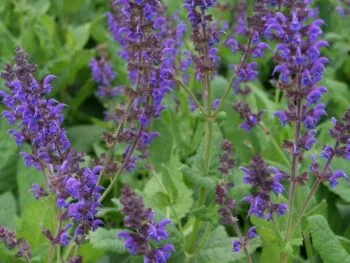Salvia nemorosa 'Mainacht'