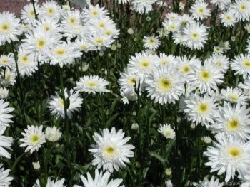 Leucanthemum superbum 'Christine Hagemann'