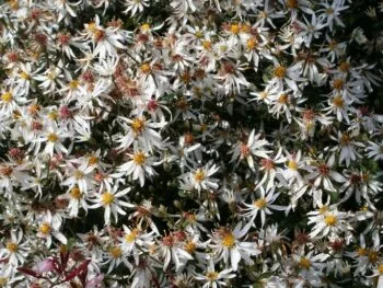 Eurybia (Aster) divaricatus