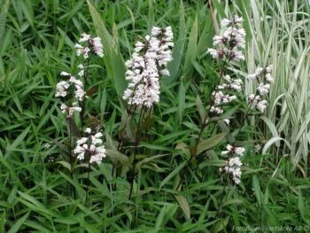 Penstemon digitalis 'Huskers Red'