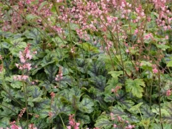 Heucherella 'Tapestry'