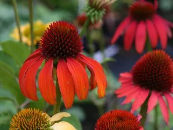 Echinacea purpurea 'Cheyenne Spirit'