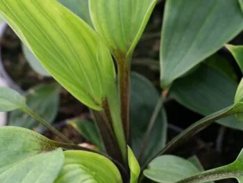 Hosta 'Purple Heart'