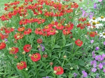 Helenium autumnale 'Rubinzwerg'