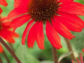 Echinacea 'SunSeekers Red'