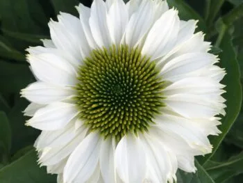 Echinacea 'SunSeekers White Perfection'