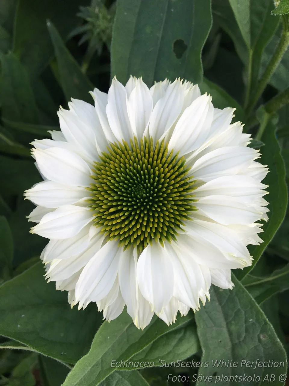 Echinacea 'SunSeekers White Perfection'